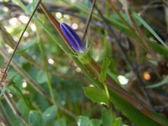 Campanula californica