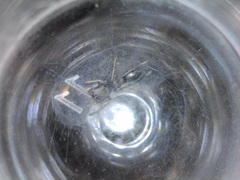 Peckhamia picata