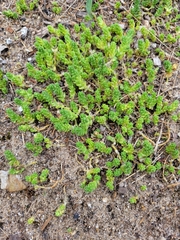 Sedum