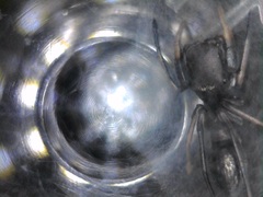 Peckhamia picata