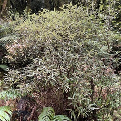 Olearia ilicifolia