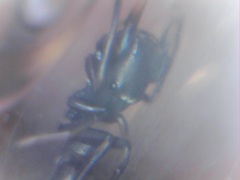 Peckhamia picata