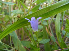 Campanula californica