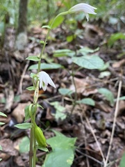 Triphora trianthophoros
