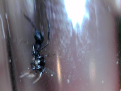 Peckhamia picata