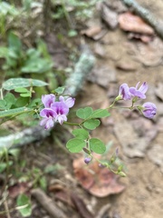 Lespedeza procumbens