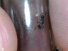 Peckhamia picata