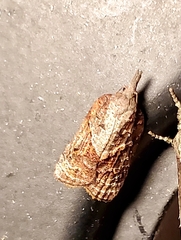 Platynota idaeusalis