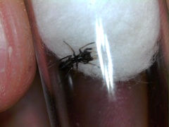 Peckhamia picata