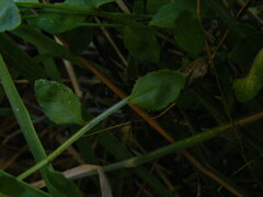 Campanula californica