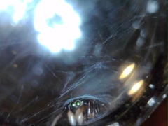 Peckhamia picata