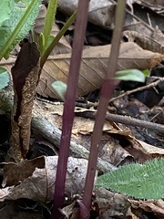 Triphora trianthophoros