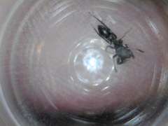 Peckhamia picata