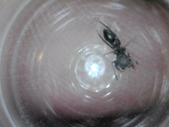 Peckhamia picata