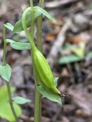 Triphora trianthophoros