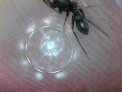 Peckhamia picata