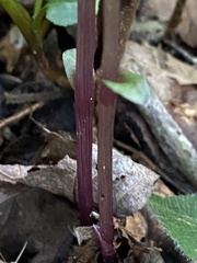 Triphora trianthophoros