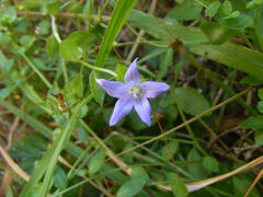Campanula californica