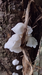 Pleurotus djamor