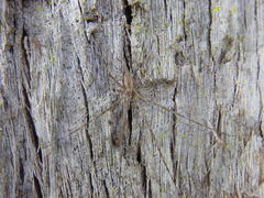 Tamopsis fickerti