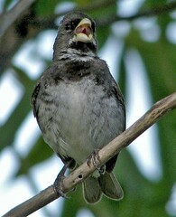 Sporophila caerulescens