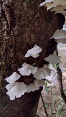Pleurotus djamor