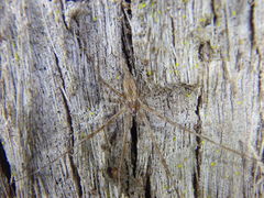 Tamopsis fickerti