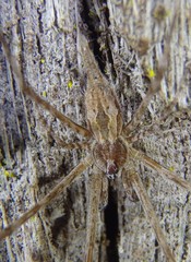 Tamopsis fickerti
