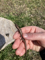 Pseudemoia rawlinsoni