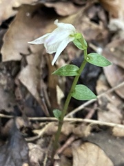 Triphora trianthophoros