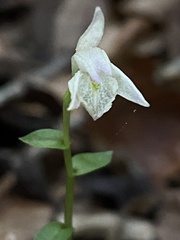 Triphora trianthophoros