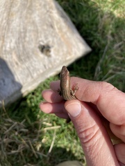 Pseudemoia rawlinsoni