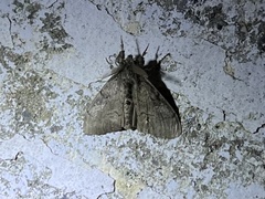 Dasychira obliquata