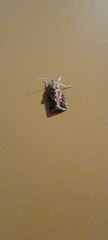 Autographa californica