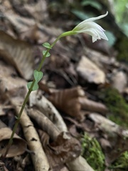 Triphora trianthophoros
