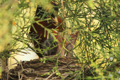 Turdus migratorius