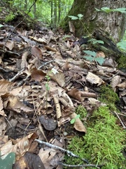 Triphora trianthophoros