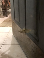 Herpetogramma aeglealis