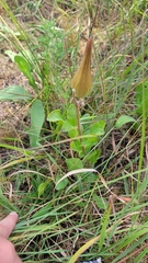 Asclepias viridiflora