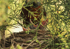 Turdus migratorius