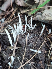 Clavaria fragilis