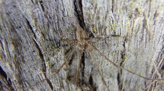 Tamopsis fickerti