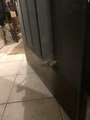 Herpetogramma aeglealis