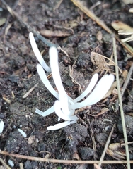 Clavaria fragilis