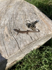 Pseudemoia rawlinsoni