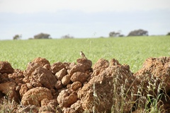 Anthus australis