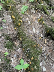 Craterellus lutescens