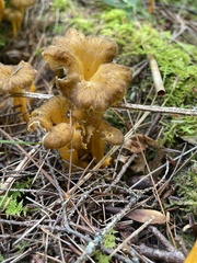 Craterellus lutescens