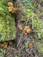 Craterellus lutescens
