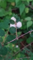 Symphoricarpos microphyllus